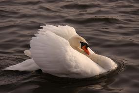 white swan black water