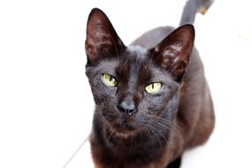 unusual cat black