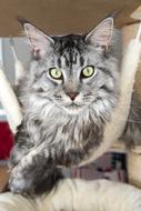 a fluffy cat with green eyes and beautiful ears