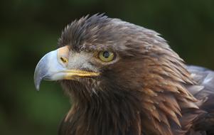 brown eagle with a yellow beak