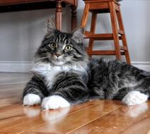 a cute cat in gray on the floor