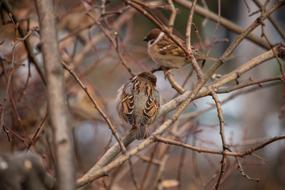 sparrow on wooden sticks