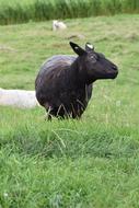 black animal on green grass