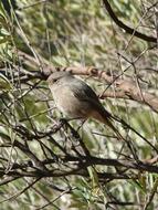 brown bird