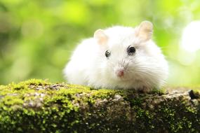 fluffy hamster in a tree view
