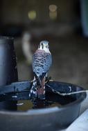 black fountain bird