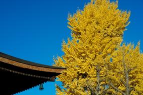 Autumnal Leaves Temple Gingko Tree