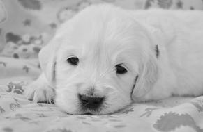 fluffy cute white dog