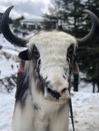 a cow with white patterns