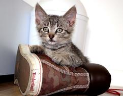 the kitten on the sneaker is cute.