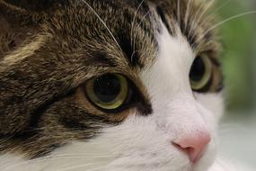 a cat with a white nose pattern