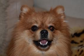 funny fluffy dog with his mouth open