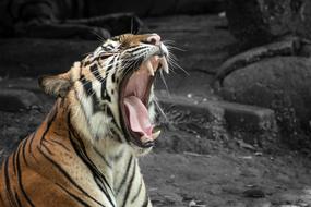 the open mouth of a tiger in the rocks