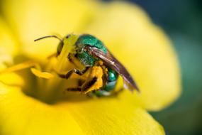 a colored bee on a yellow flower