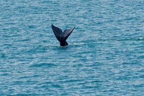 whale tail water sea