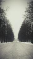 bare Trees on both sides of road at winter