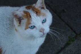 white cat with blue eyes and orange spots.