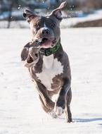 a running dog with white spots