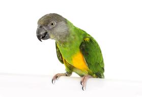 green parrot on a white background