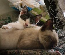 white kitten with black patterns