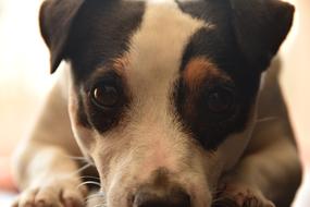 a dog with brown eyes