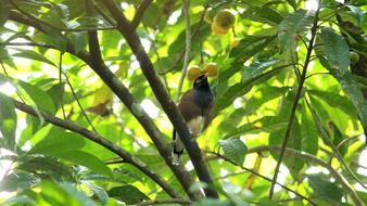 bird in a tree with green leaves