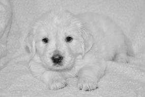 white dog little fluffy
