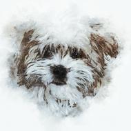 a little dog with brown patterns