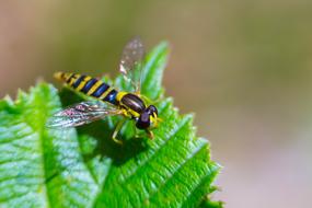 The wasp on the green foliage is beautiful
