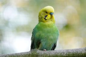 green parrot with a yellow head