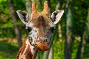 cute giraffe in the trees