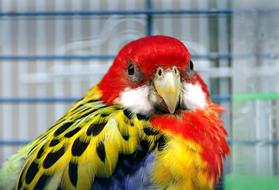 colored parrot with yellow beak view