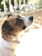 a cute dog with a white nose