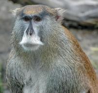 cute monkey with a mustache