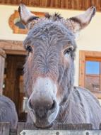 Donkey look cute. Beautiful.