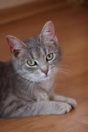 fluffy cat with green eyes look