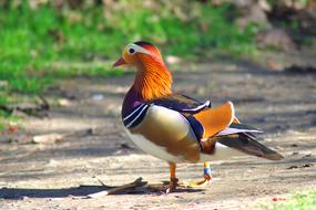 colored duck on the road