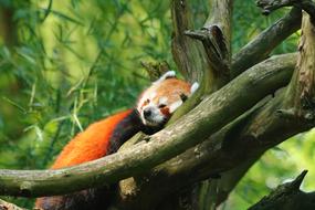 cute panda in a tree at the zoo