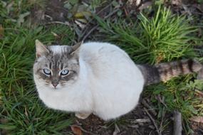 fluffy beautiful cat with gray patterns