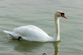 the white swan is marvelous in the water.