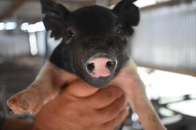 a black piggy with a pink nickel