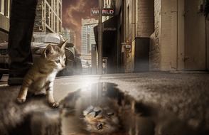 kitten by the puddle with the light
