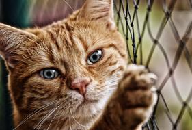 ginger cat with beautiful eyes