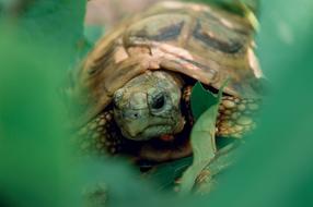 turtle green head grass