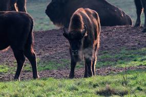 brown animal on green grass
