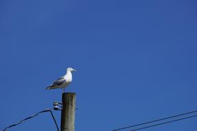 gull against the blue sky