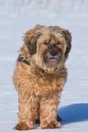 fluffy dog in the white snow
