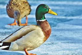 green head duck lake view