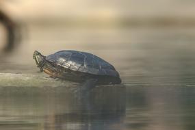 turtle swimming lake view