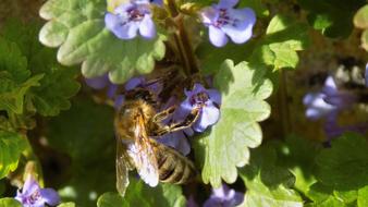 bee on the little flowers